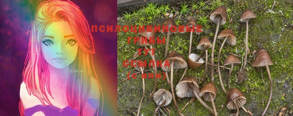 индика Богданович